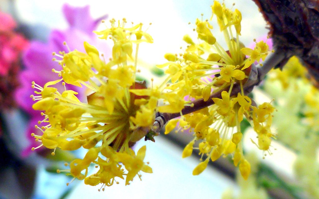 【淡彩】切り花のサンシュユ