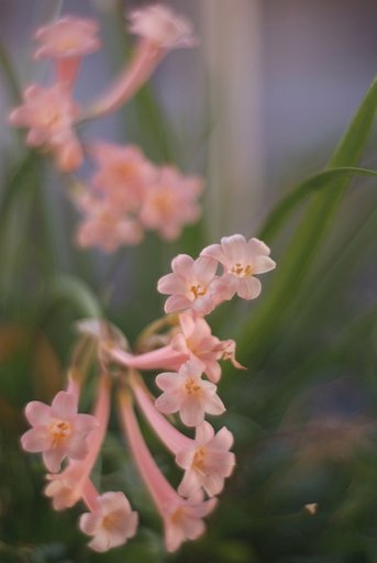 この花なんだっけかなぁ