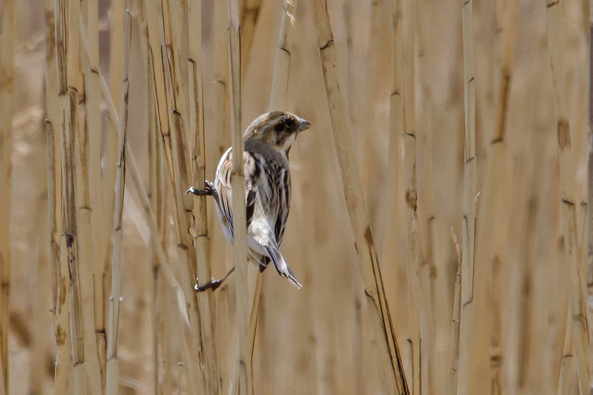 オオジュリン？