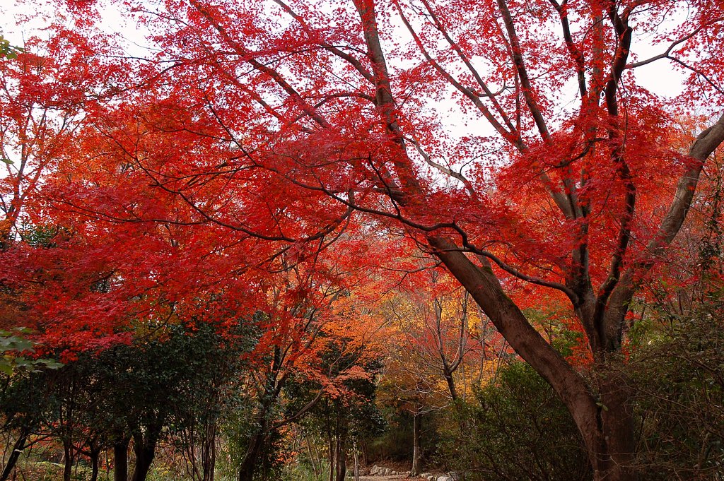 紅葉