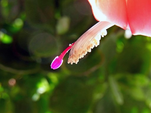 【逆光】蕊