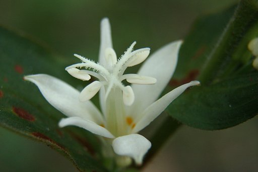 白花ホトトギスのアップ