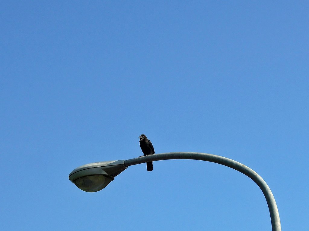 【空】であくびか？
