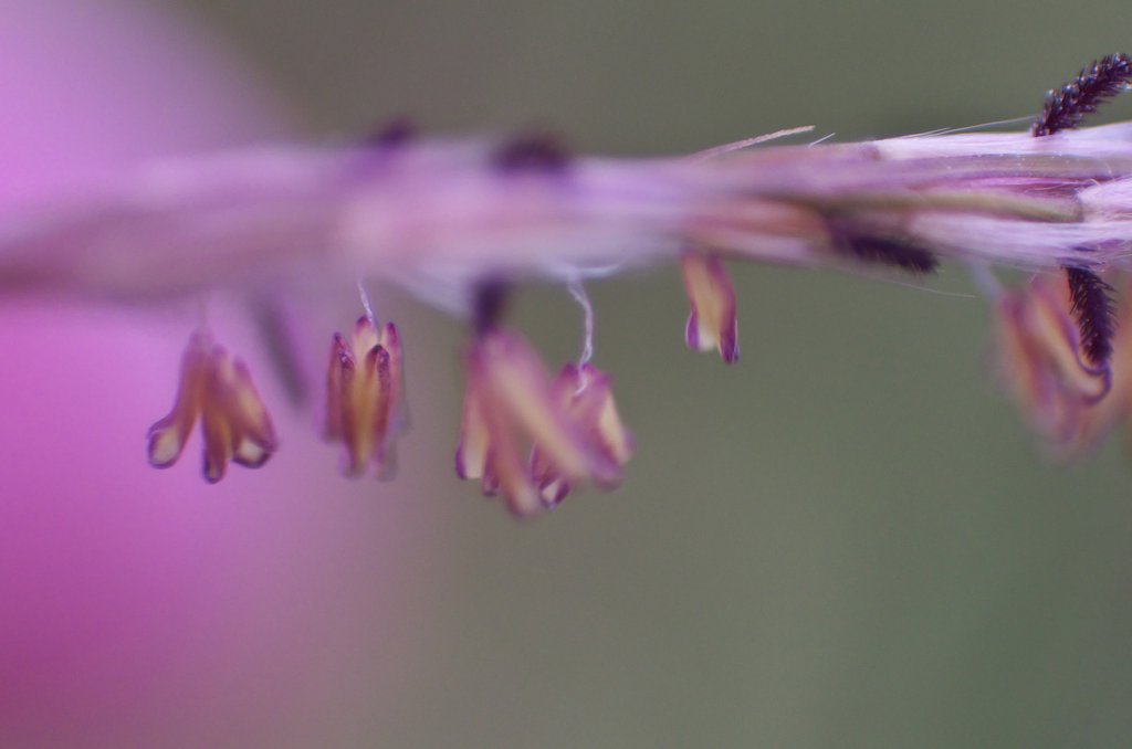 ススキの花満開。