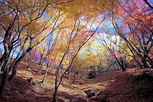 紅葉を見る