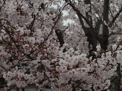 g.zuiko 50mm/f1.4