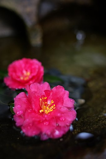 手水にて・・・