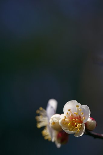 密かに春はやってくる
