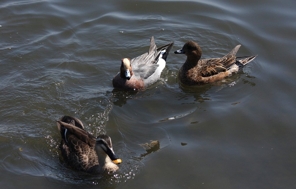 千波湖の水鳥達