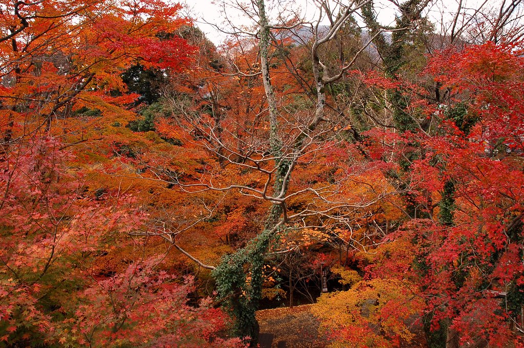 紅葉