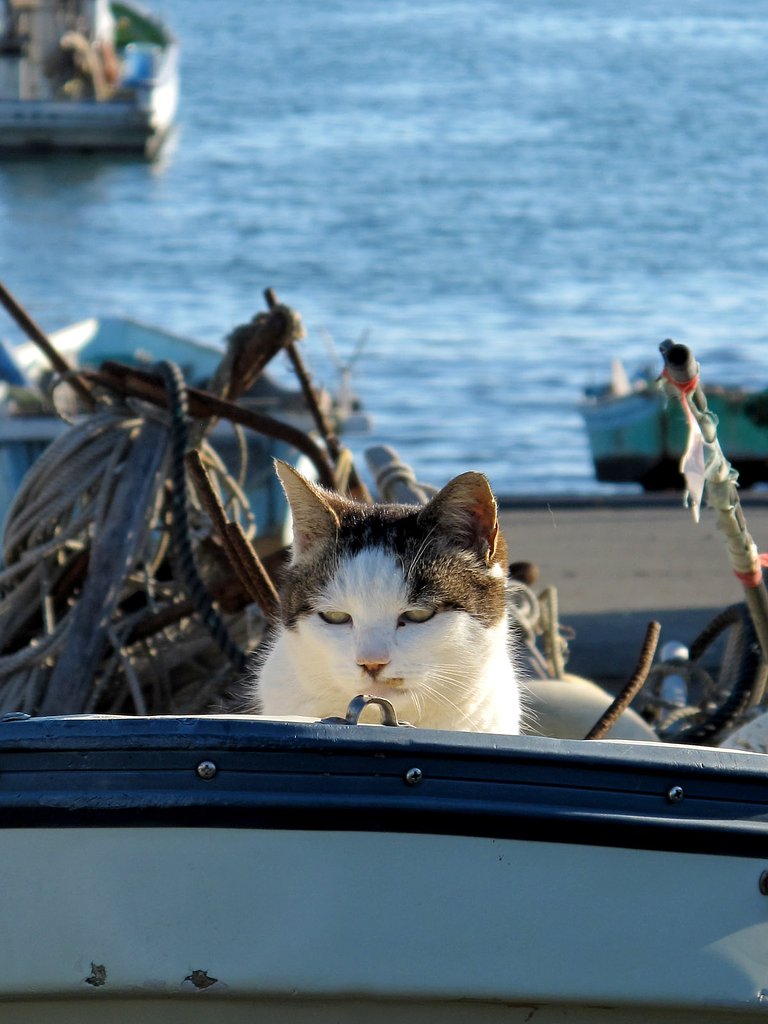 港のニャン