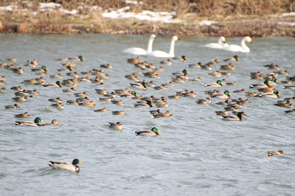 寒風の水鳥たち