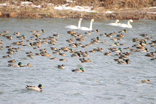 寒風の水鳥たち