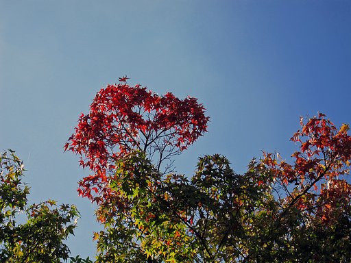 秋【空】