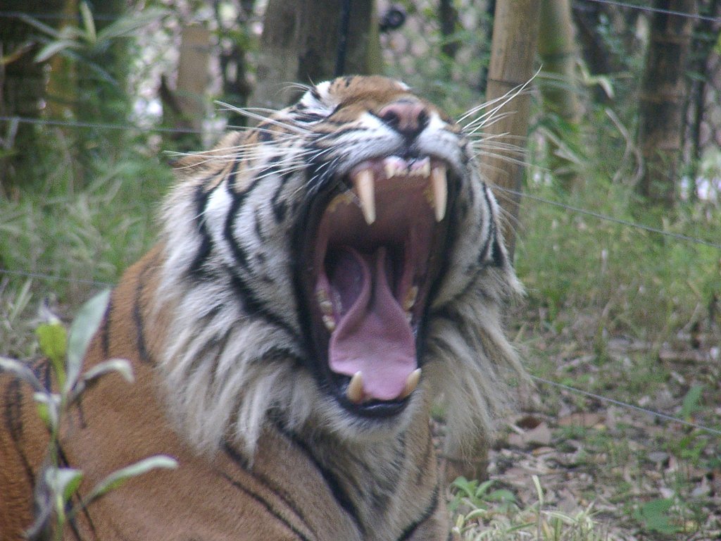 トラのあくび