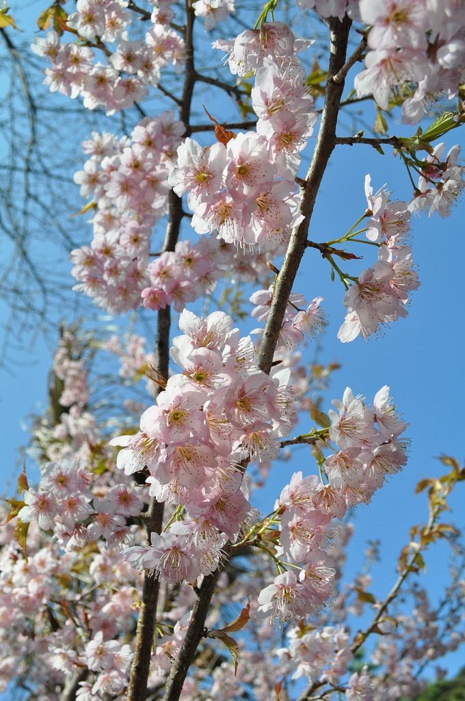 桜
