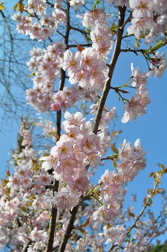桜