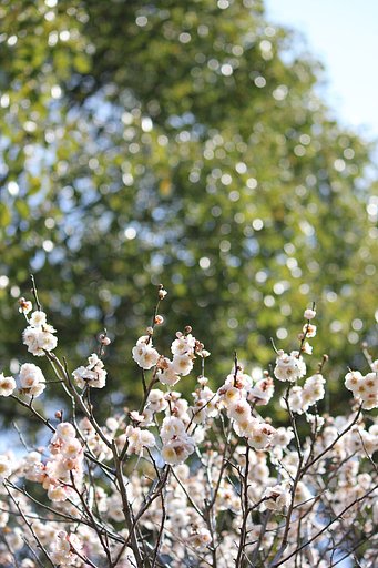 緑に輝く梅の花