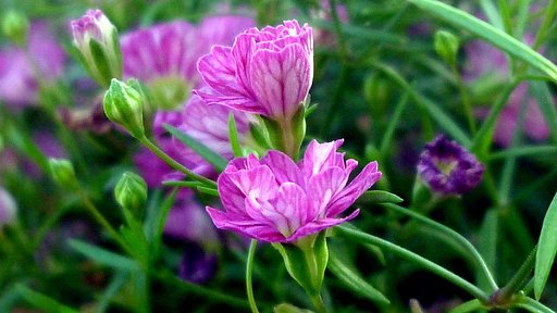 花の名前を教えてB