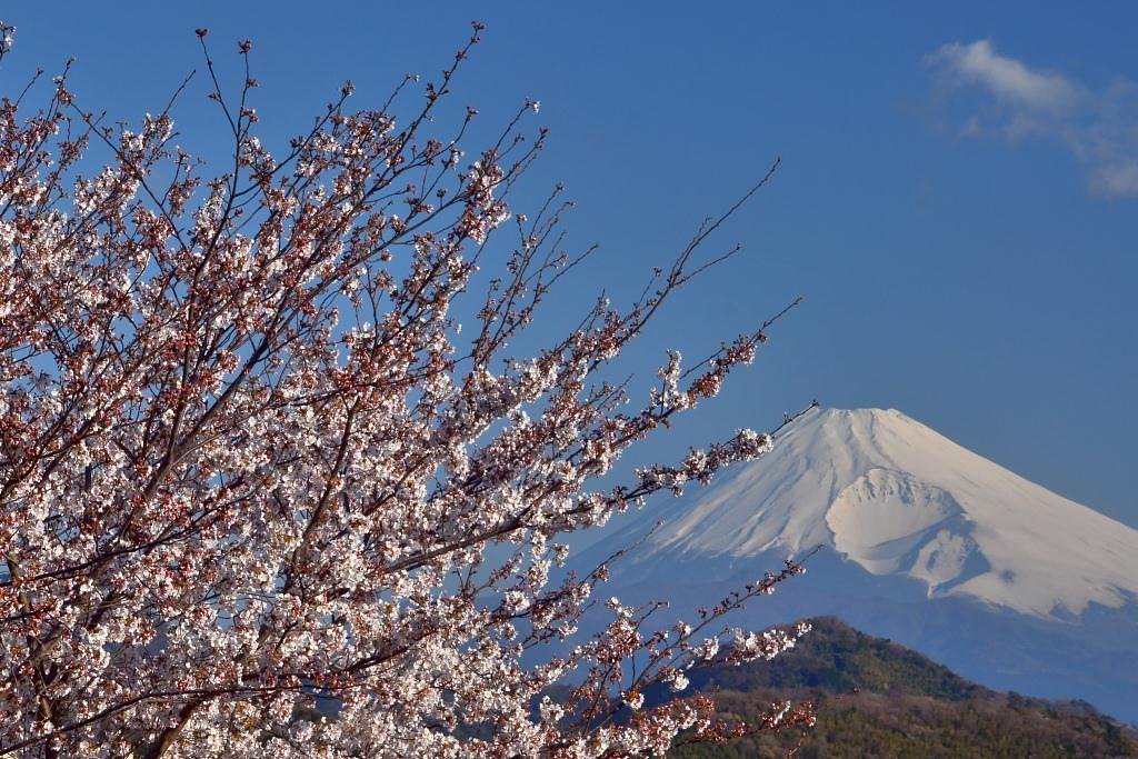 桜が有るだけで