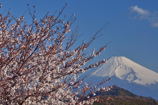 桜が有るだけで