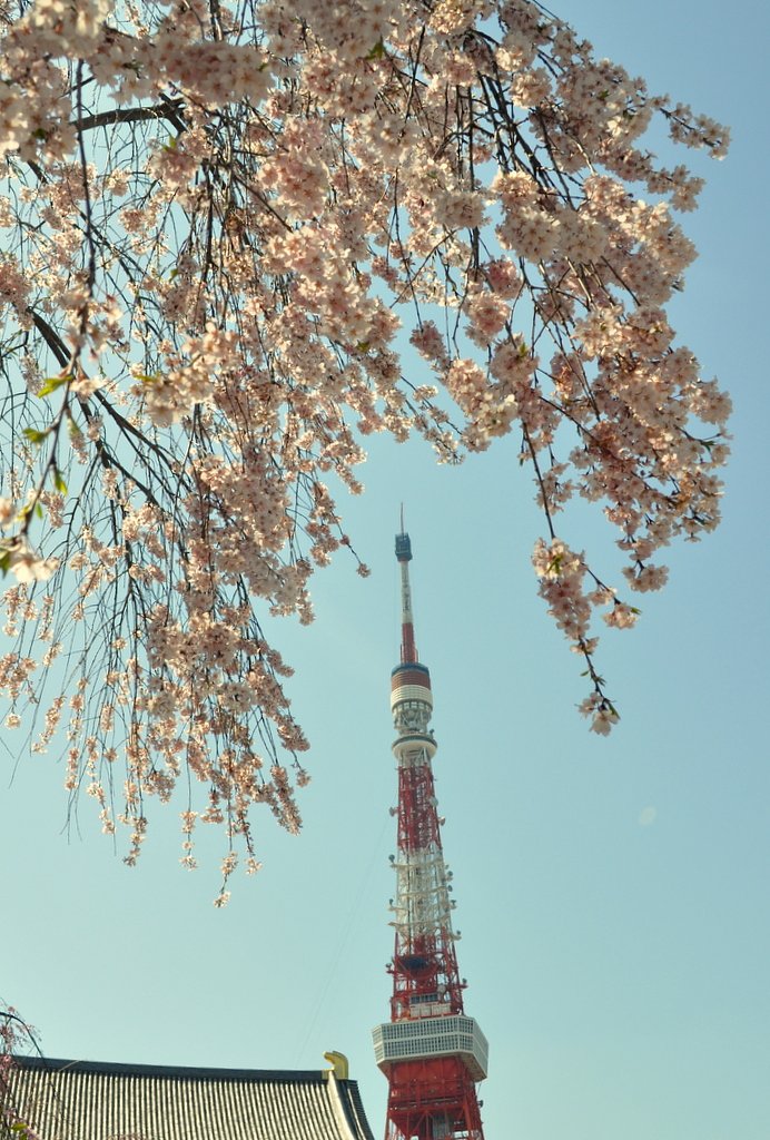 桜と東京タワー