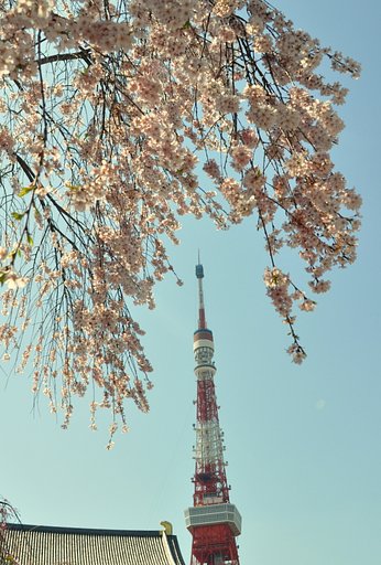 桜と東京タワー