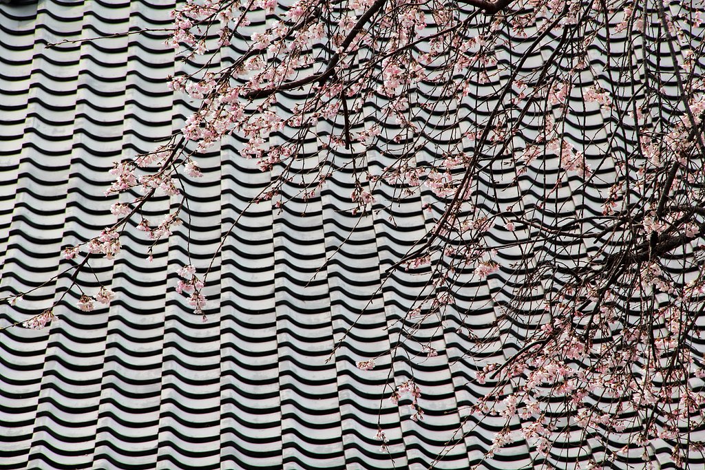 オシャレした山桜