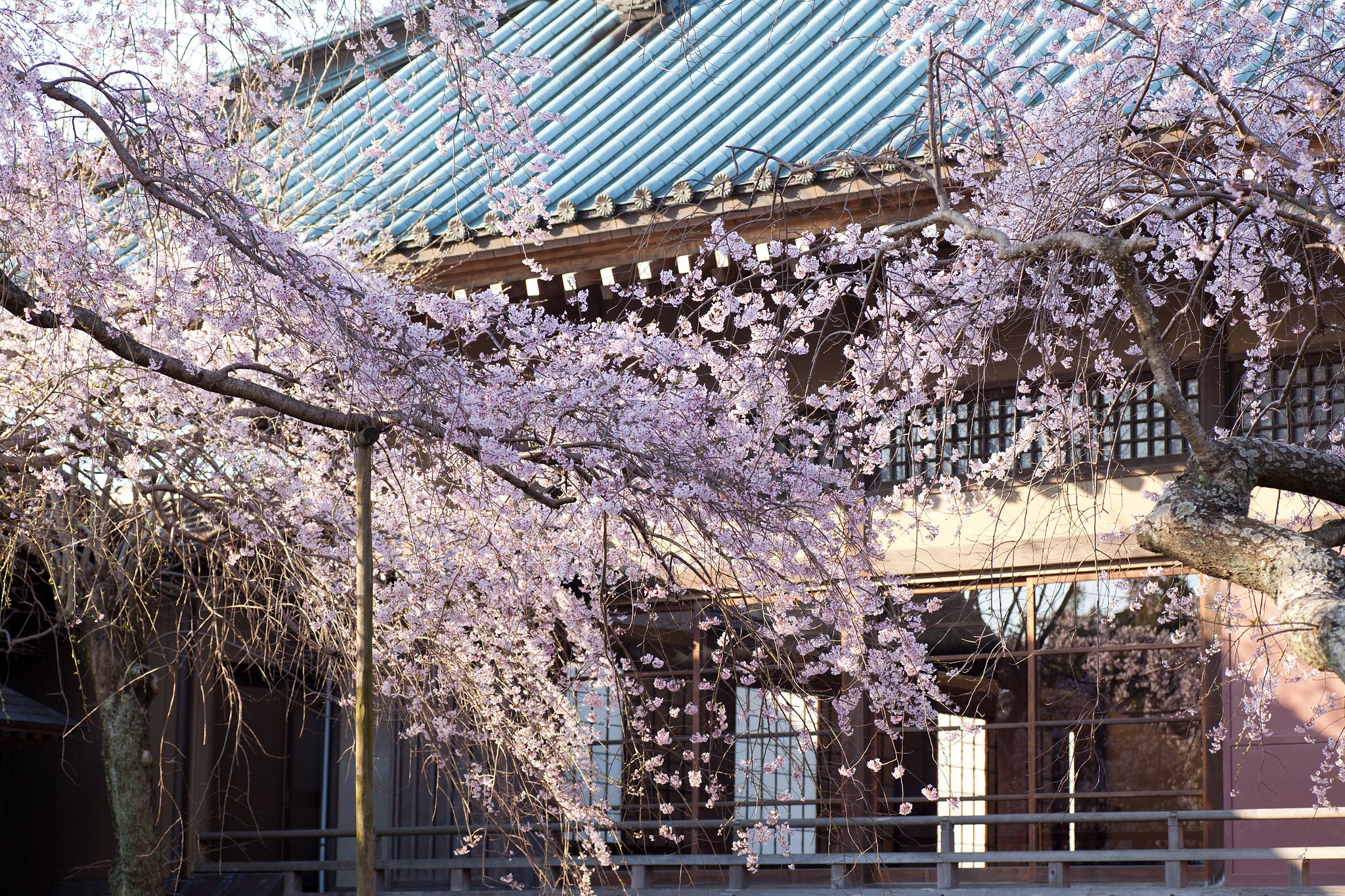 【淡彩】しだれ桜