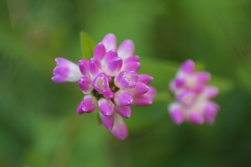 デジイチデビュー：ミゾソバ。