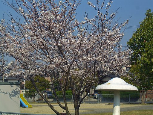 公園のサクラ
