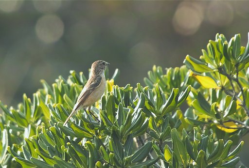 ノビタキ♀
