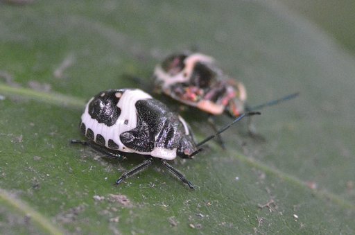 ペア・アカスジキンカメムシ