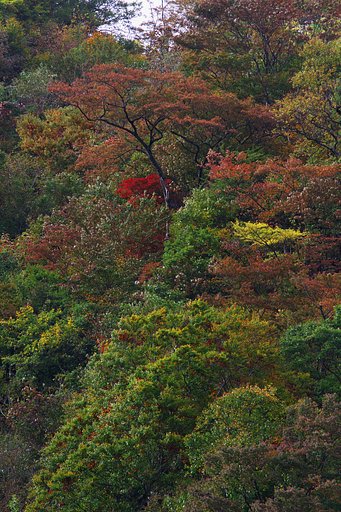 紅一点