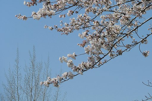 （淡彩）さくらの風景