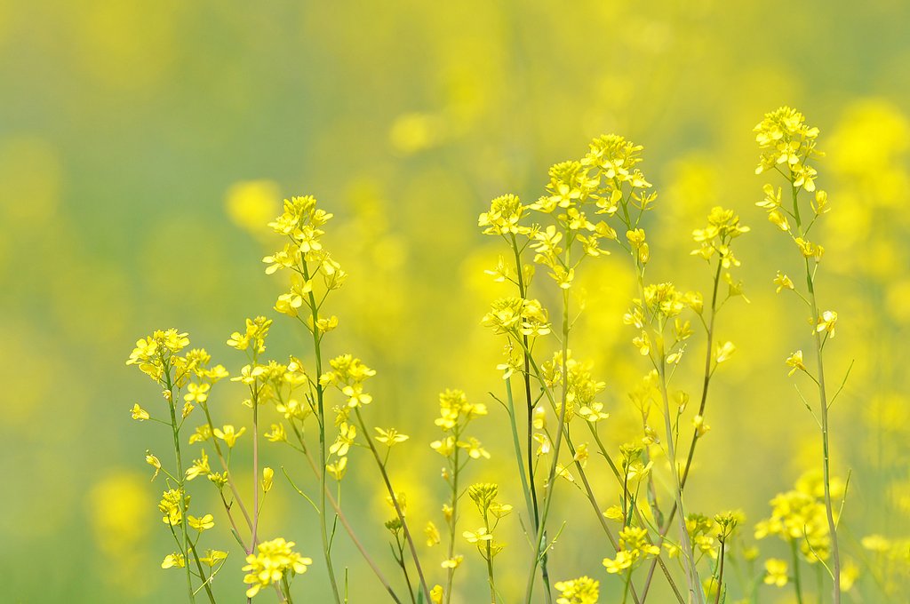 【淡彩】菜の花