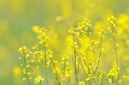 【淡彩】菜の花
