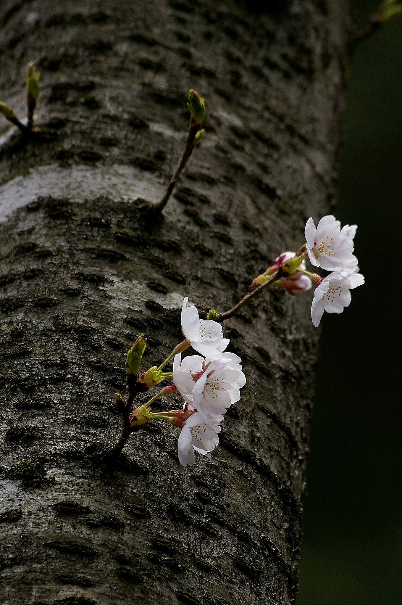 桜、たくましく生きる