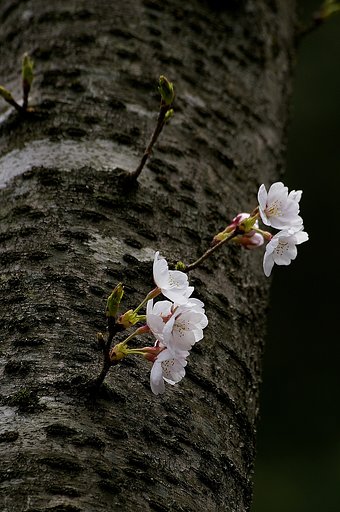 桜、たくましく生きる