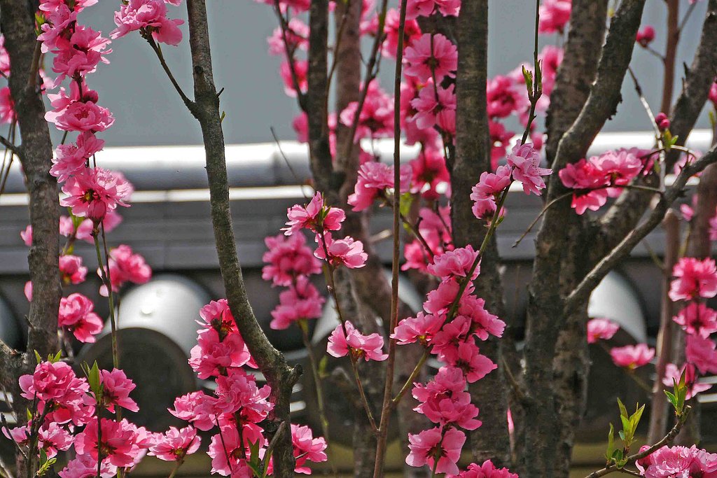 又……「赤い花」