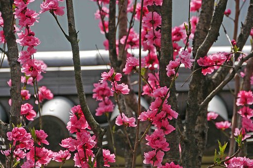 又……「赤い花」