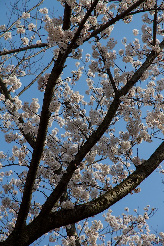 桜にヒヨドリ