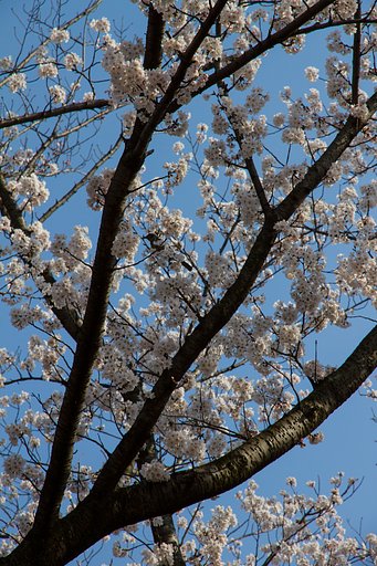 桜にヒヨドリ