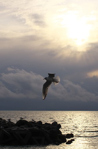 夕陽を浴びて