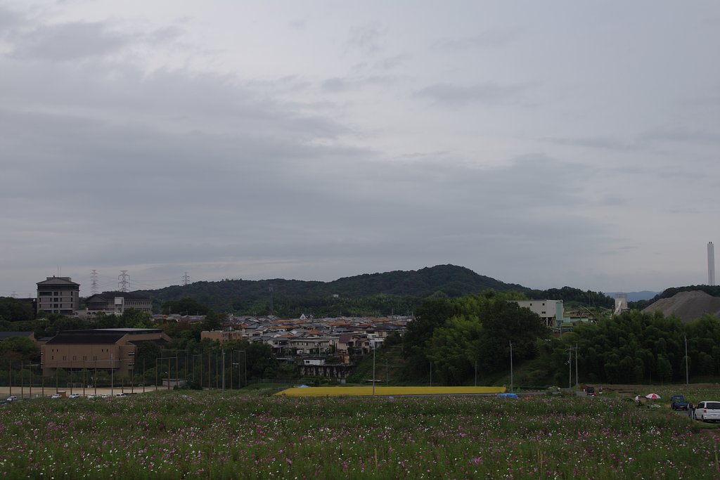 コスモス畑