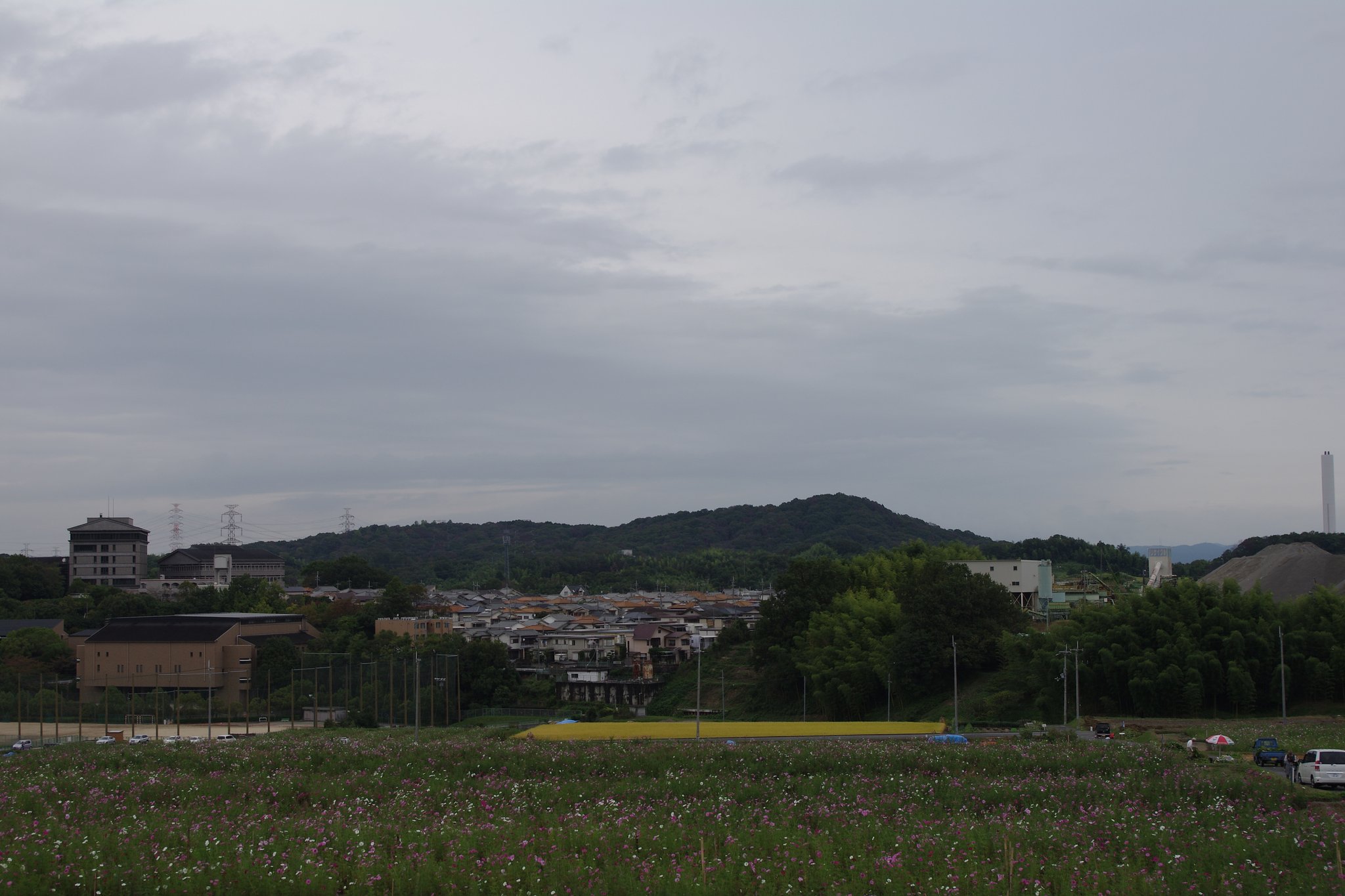 コスモス畑