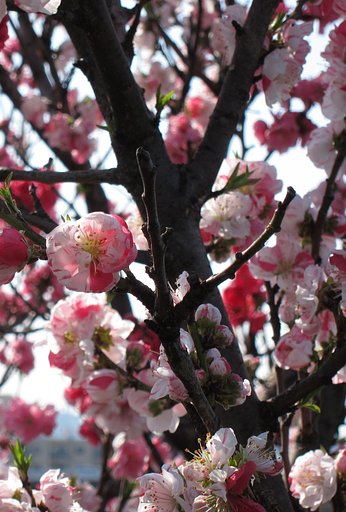 モモの花？