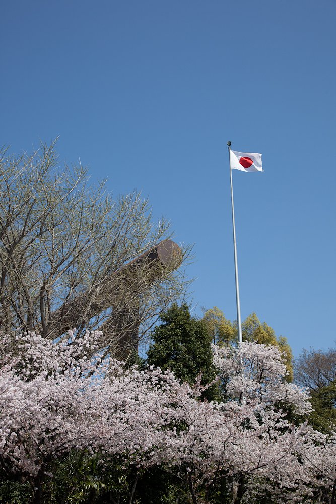 靖国の桜