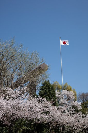 靖国の桜