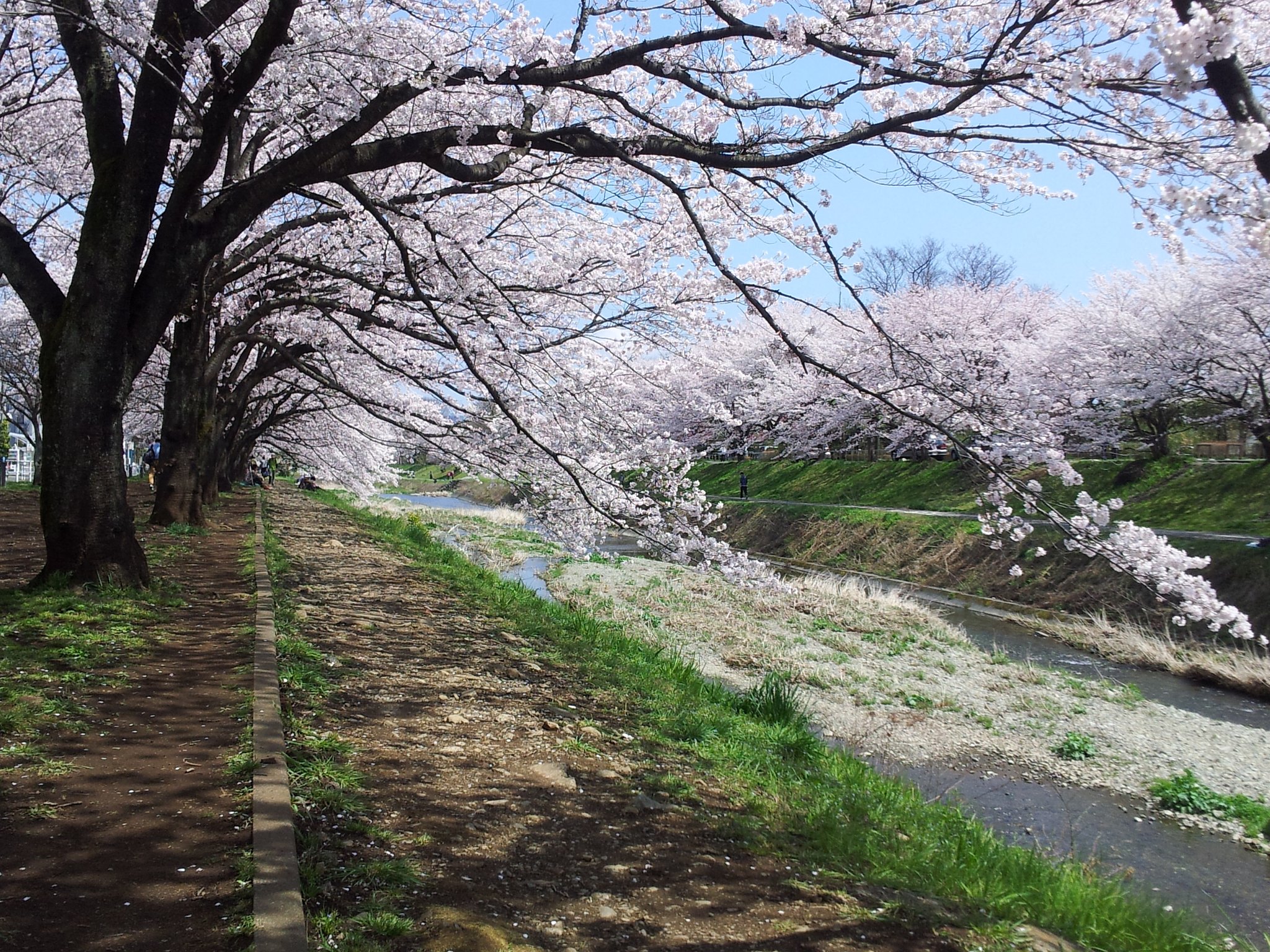 桜満開！（一昨日だけどね）